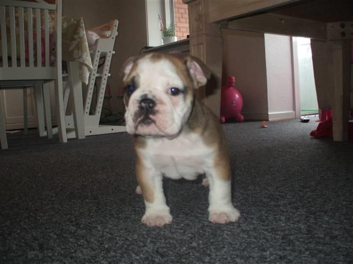 Engelsk bulldog Don billede 5