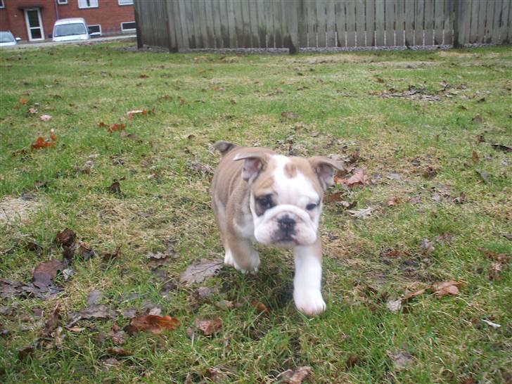 Engelsk bulldog Don billede 6