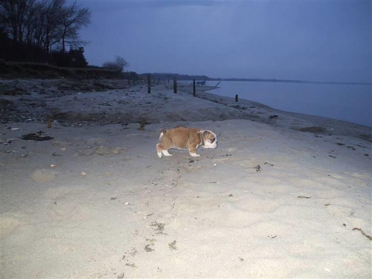 Engelsk bulldog Don billede 7