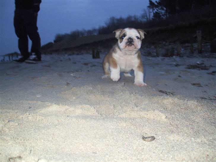 Engelsk bulldog Don billede 8