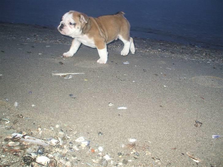 Engelsk bulldog Don billede 9