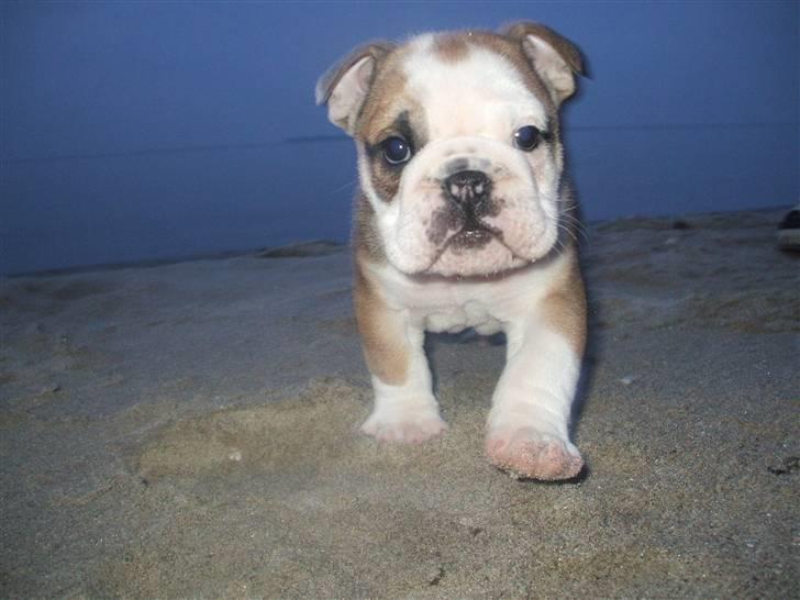 Engelsk bulldog Don billede 10