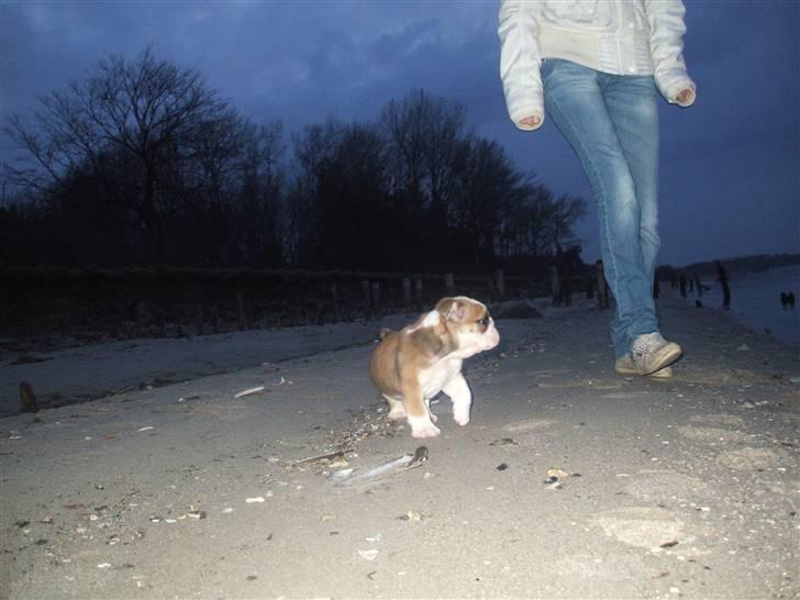 Engelsk bulldog Don billede 11