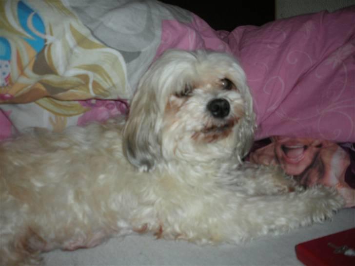 Lhasa apso Trille - Trille på sin favorit plads, i sengen billede 1