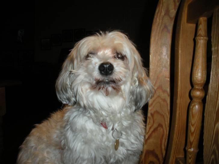 Lhasa apso Trille billede 2