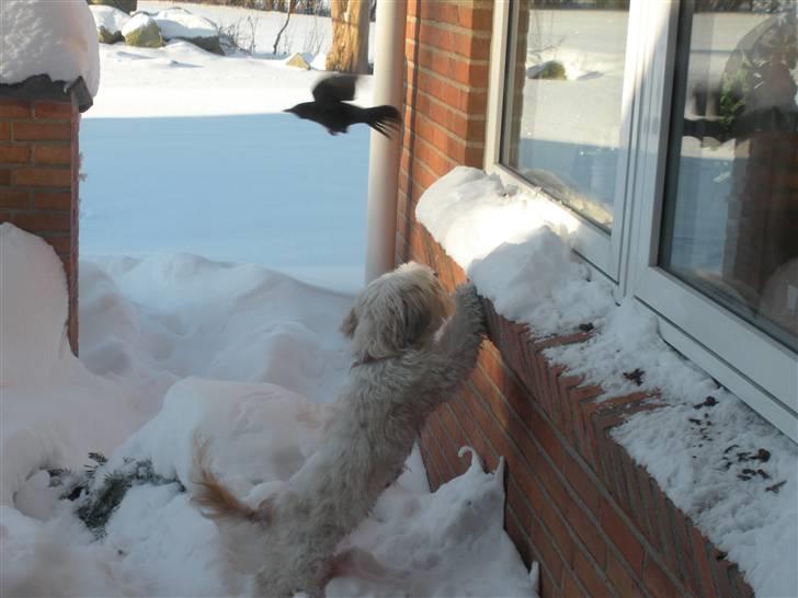 Lhasa apso Trille - Trille fanger lige en solsort. billede 3