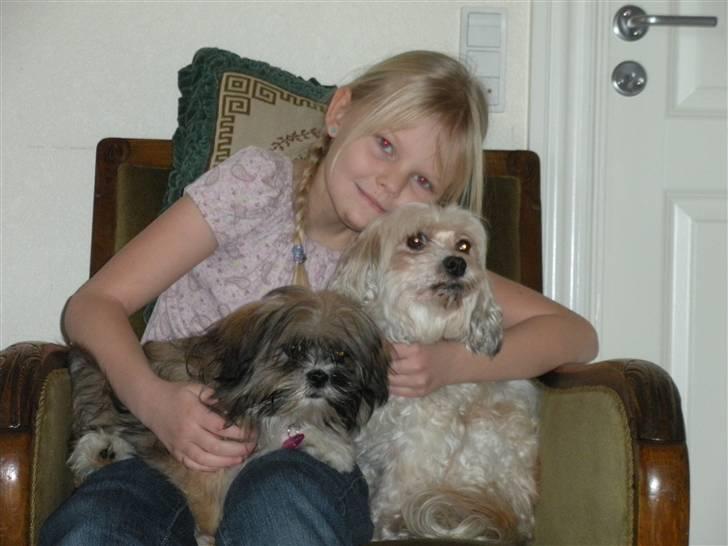 Lhasa apso Trille - Laura med Trille og Bette my billede 4