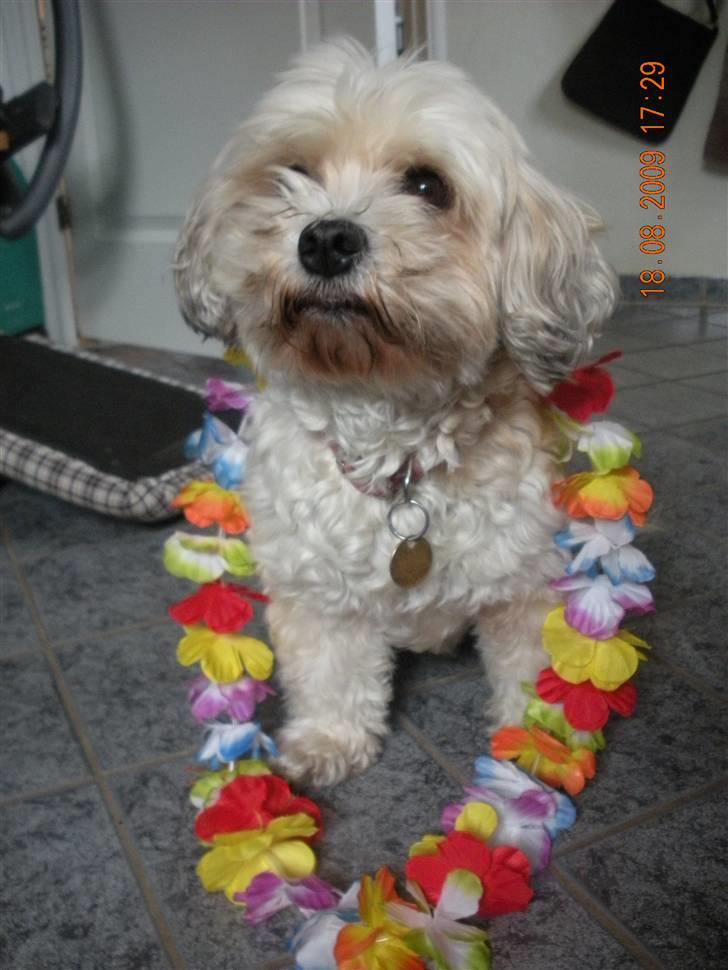 Lhasa apso Trille billede 5