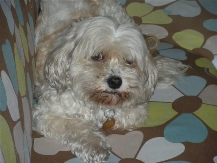 Lhasa apso Trille billede 6