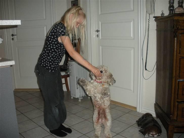 Lhasa apso Trille - Trille kunne danse billede 7