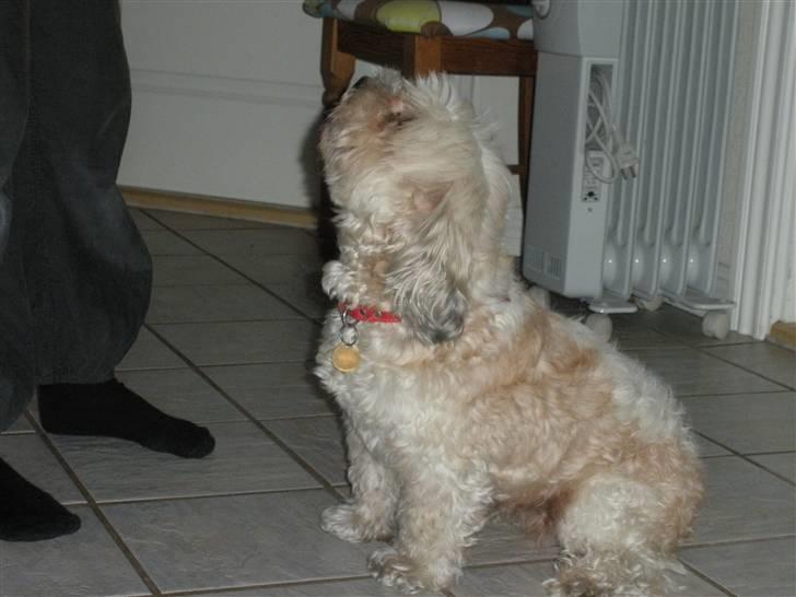 Lhasa apso Trille - Sidde smukt billede 8