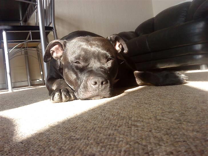 Amerikansk staffordshire terrier Tøsen Prinsesse( R.I.P ) billede 15