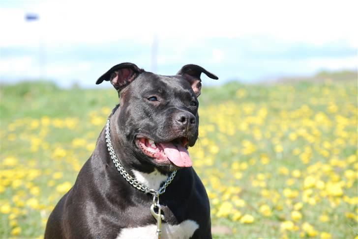 Amerikansk staffordshire terrier Tøsen Prinsesse( R.I.P ) billede 16