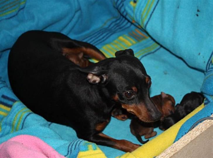 Dvaergpinscher Chili billede 2