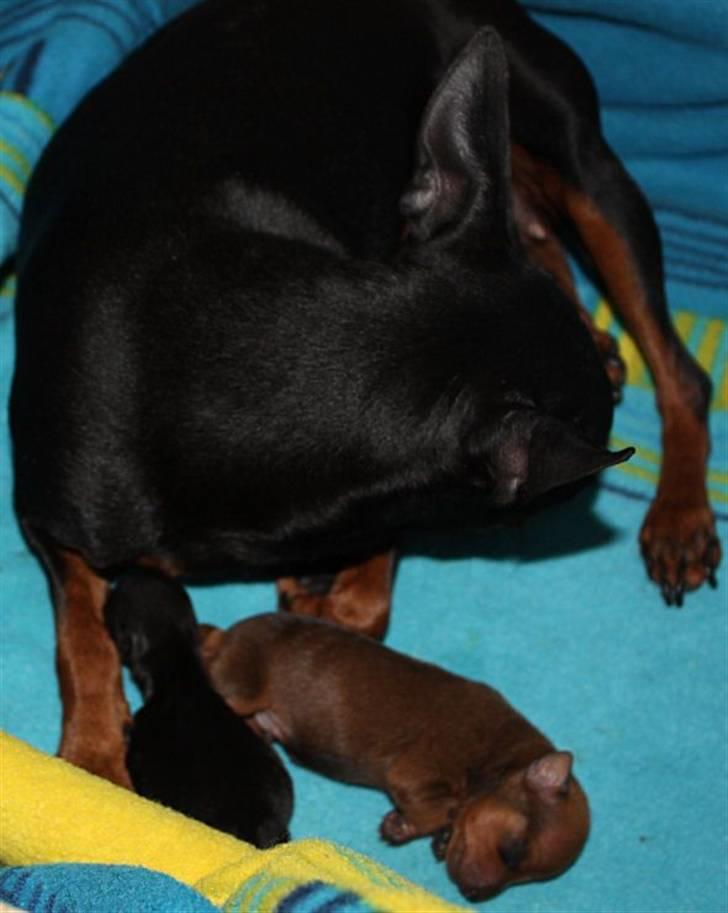 Dvaergpinscher Chili billede 3