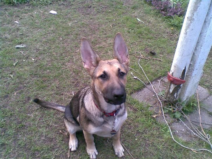 Schæferhund Zenta(himmelhund)  billede 14