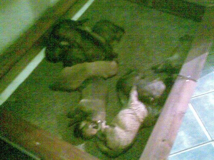 Schæferhund Zenta(himmelhund)  billede 15