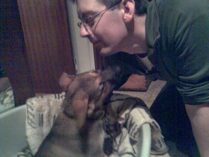 Schæferhund Zenta(himmelhund)  billede 16