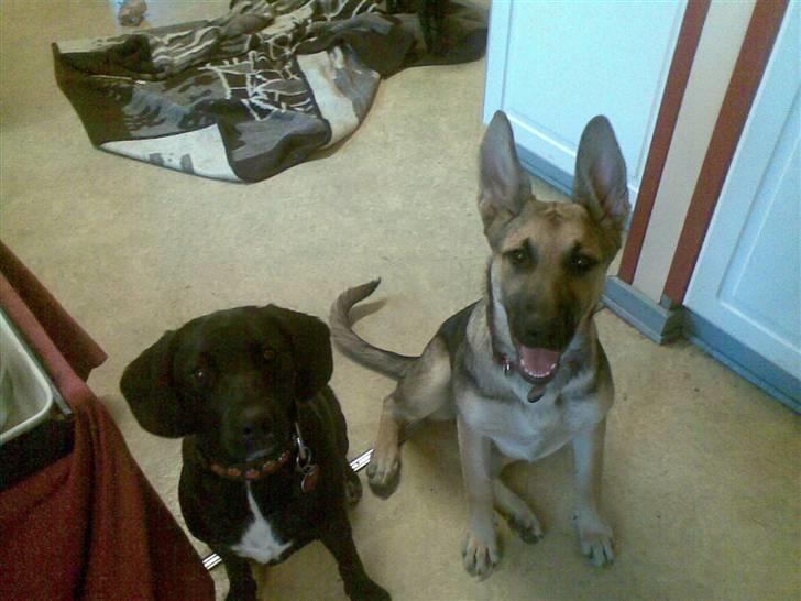 Schæferhund Zenta(himmelhund)  billede 17