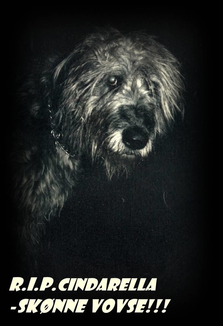 Irsk ulvehund Faxbos Cinderella R.I.P. billede 9