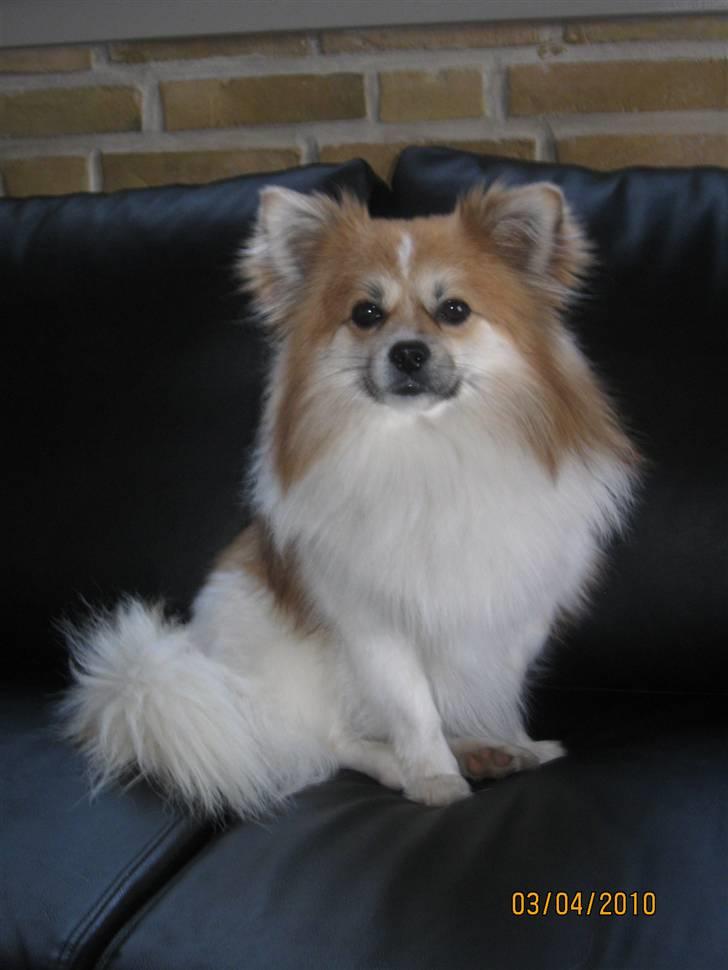 Blanding af racer Chi/Papillon Max*R.I.P* billede 1