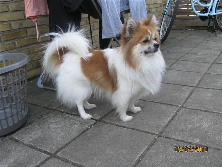 Blanding af racer Chi/Papillon Max*R.I.P* billede 2