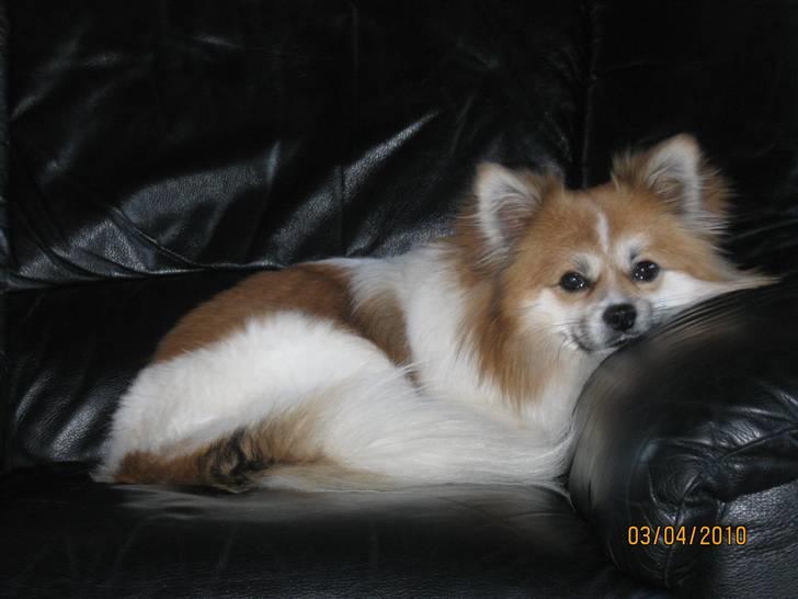 Blanding af racer Chi/Papillon Max*R.I.P* billede 3