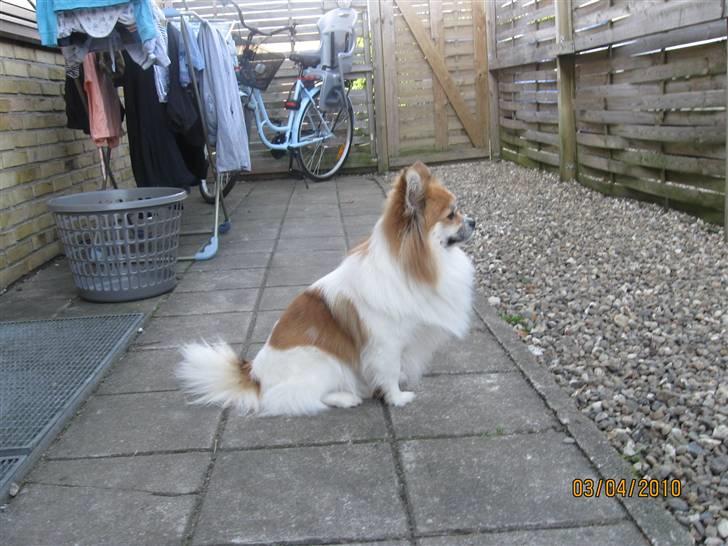 Blanding af racer Chi/Papillon Max*R.I.P* billede 4