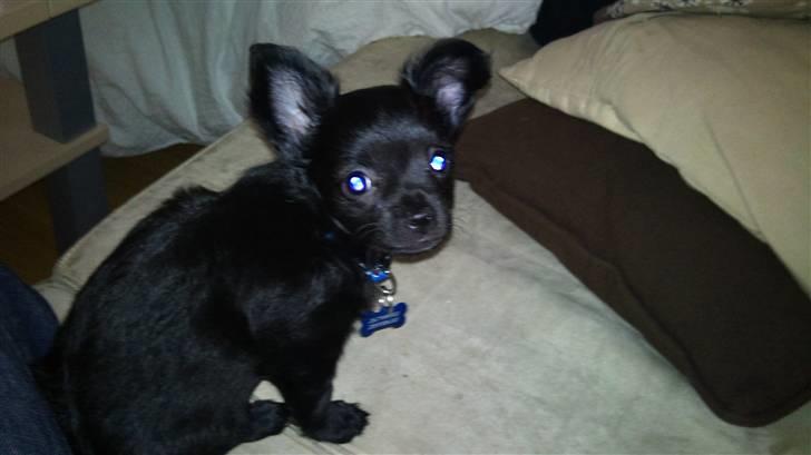 Chihuahua Canto billede 1