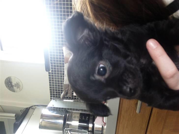 Chihuahua Canto billede 2