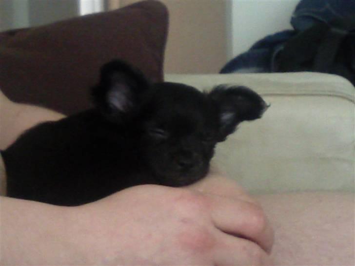 Chihuahua Canto billede 3