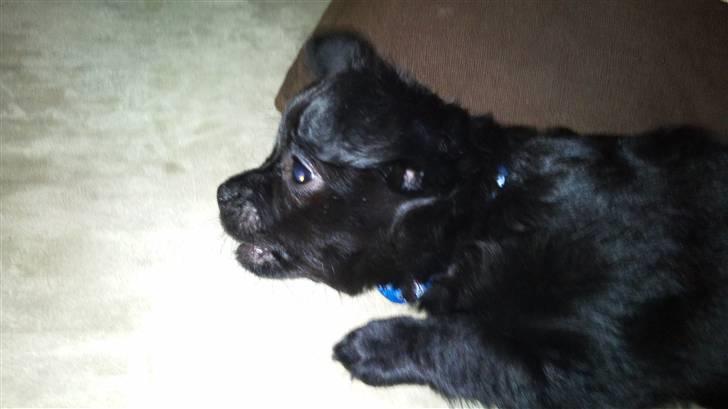 Chihuahua Canto billede 4