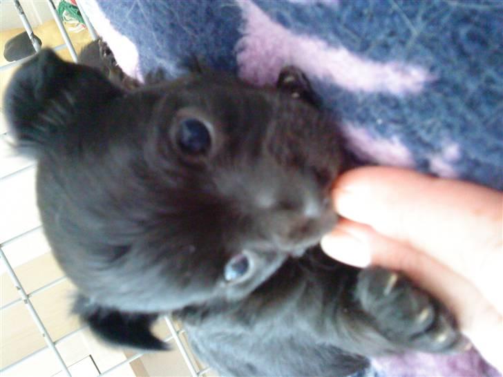 Chihuahua Canto billede 5