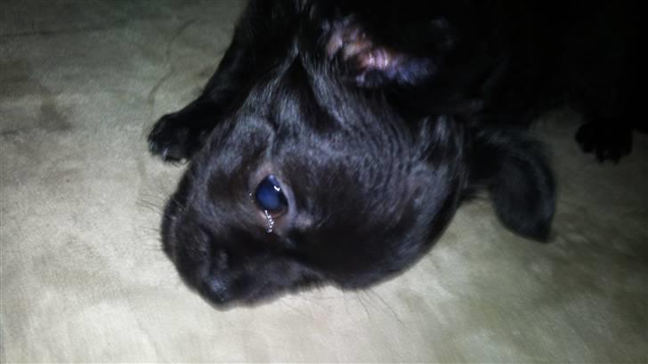 Chihuahua Canto billede 6