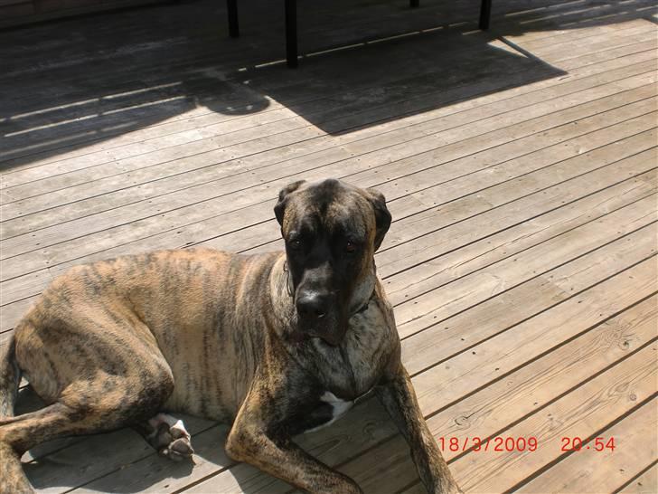 Blanding af racer bølle billede 1