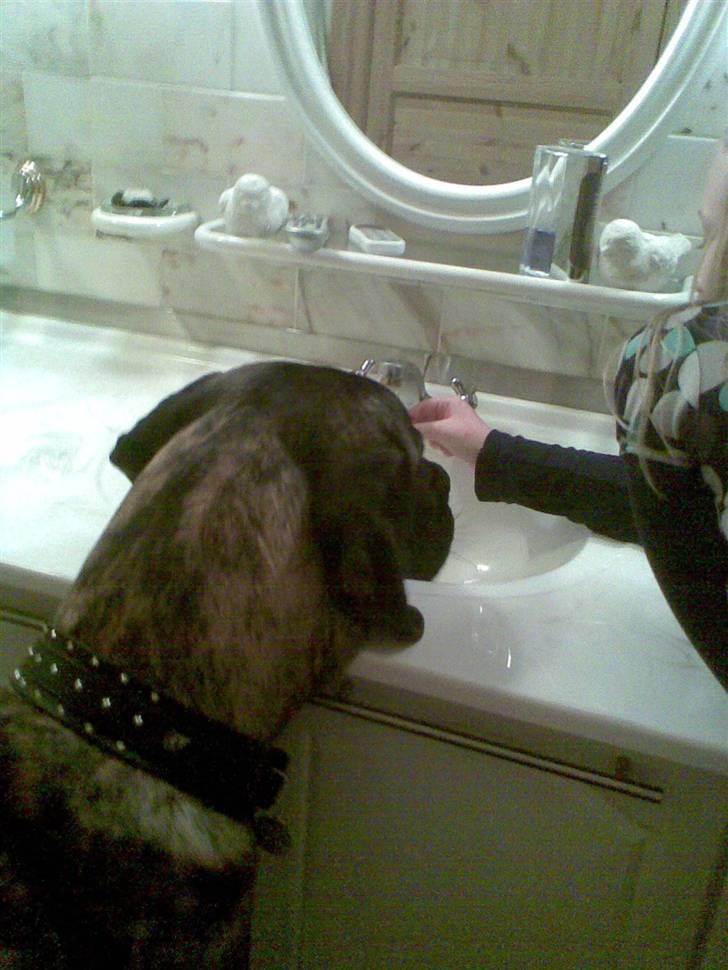 Blanding af racer bølle billede 2