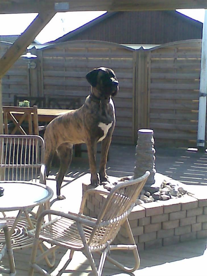 Blanding af racer bølle billede 3