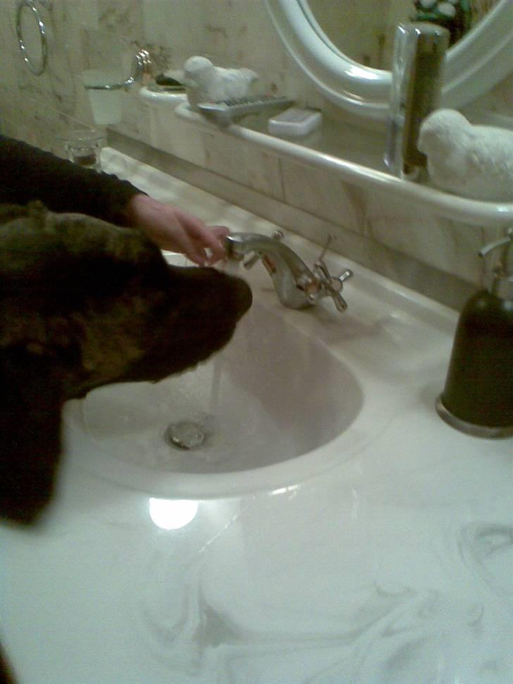 Blanding af racer bølle billede 4