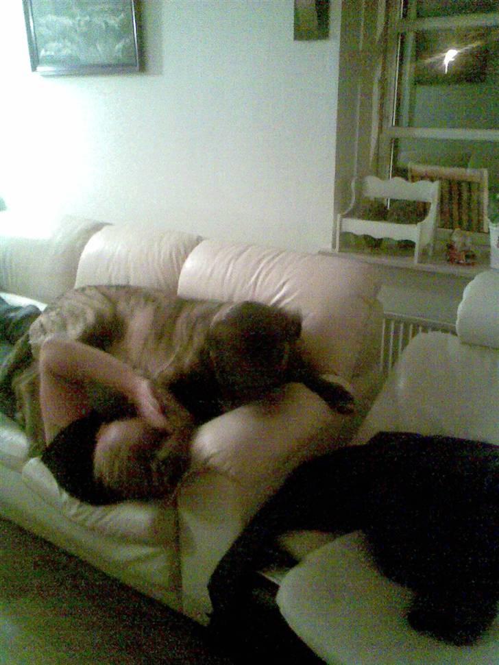 Blanding af racer bølle billede 5