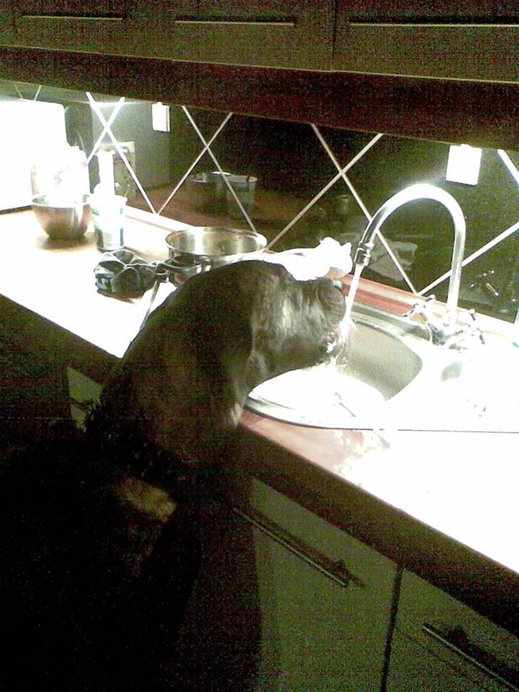 Blanding af racer bølle billede 6