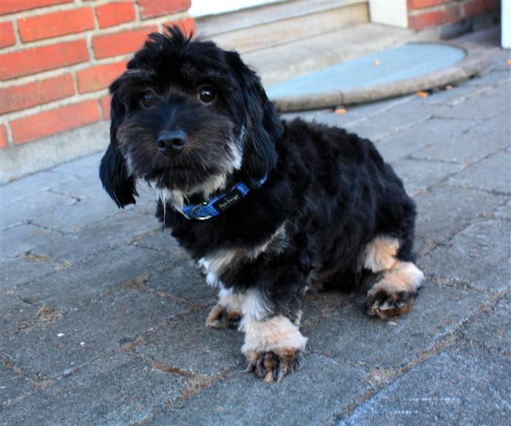 Blanding af racer Johan jack - Hej med dig ... billede 18