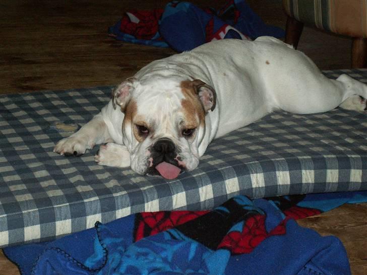 Engelsk bulldog Lullu billede 1