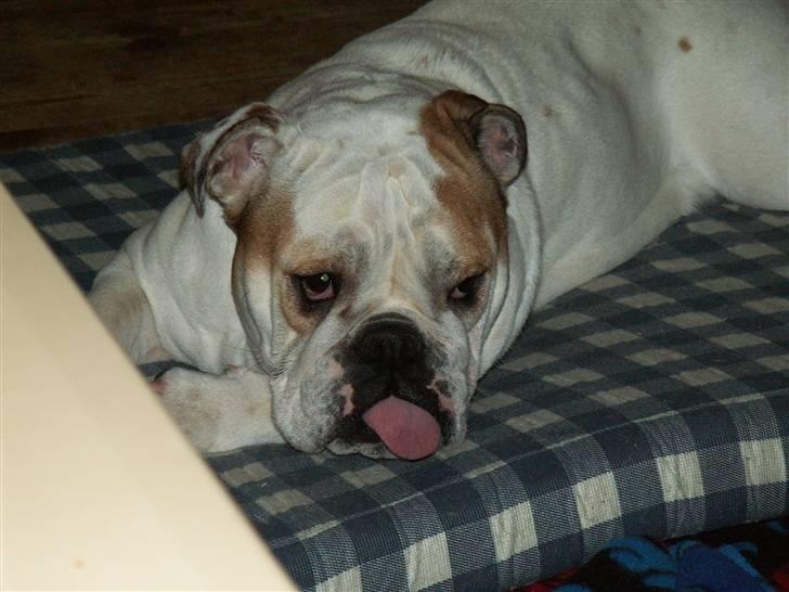 Engelsk bulldog Lullu billede 2