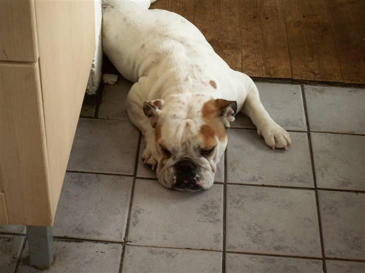 Engelsk bulldog Lullu billede 3