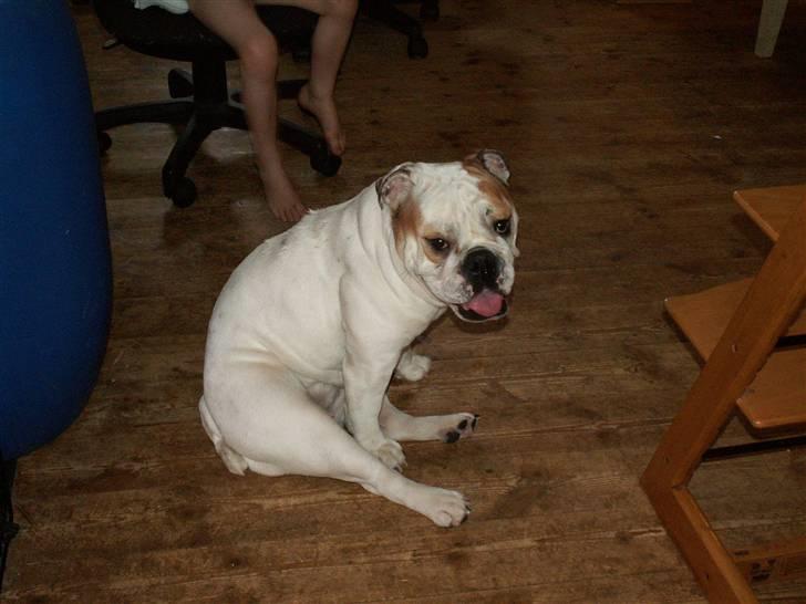 Engelsk bulldog Lullu billede 4