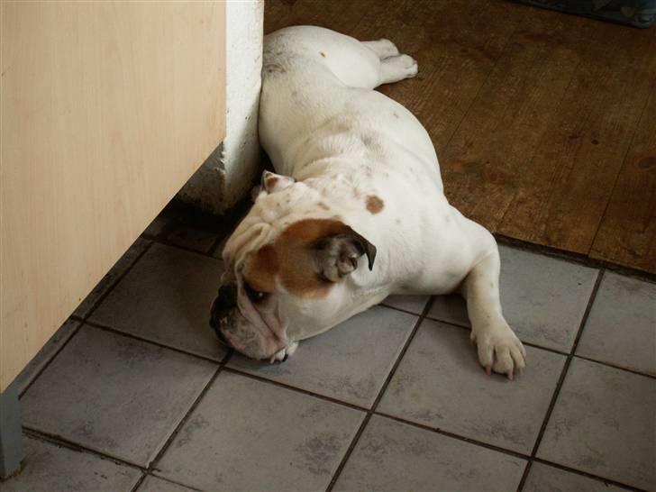 Engelsk bulldog Lullu billede 5