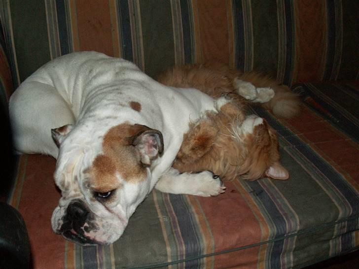 Engelsk bulldog Lullu billede 6