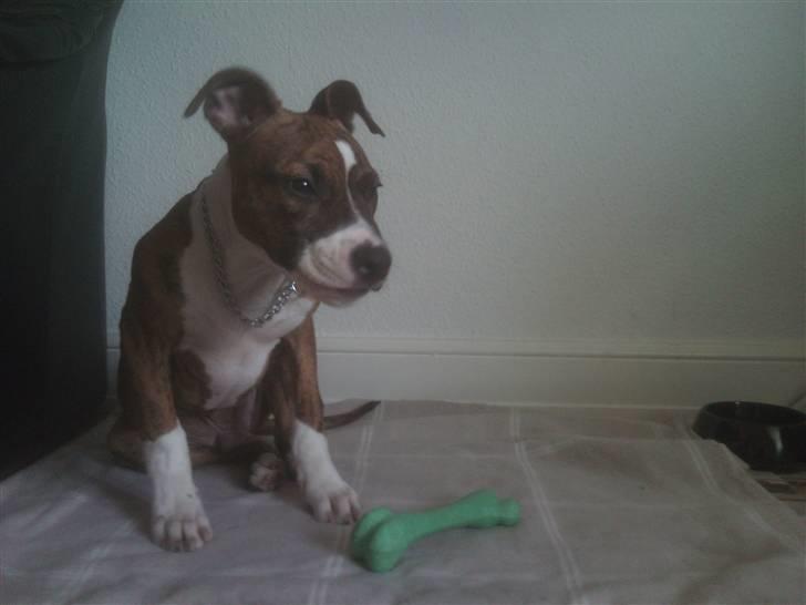 Amerikansk staffordshire terrier Tripper Himmelhund billede 2