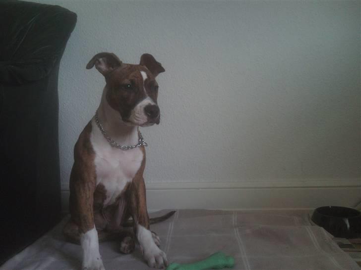 Amerikansk staffordshire terrier Tripper Himmelhund billede 3