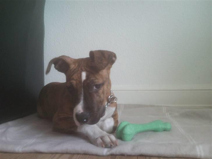 Amerikansk staffordshire terrier Tripper Himmelhund billede 4